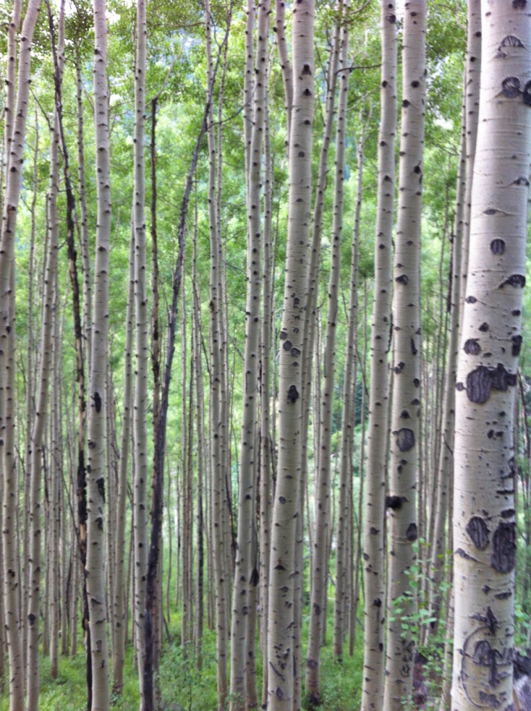 aspen 2012 1 aspen trees, near aspen, hiking with kids, colorful colorado