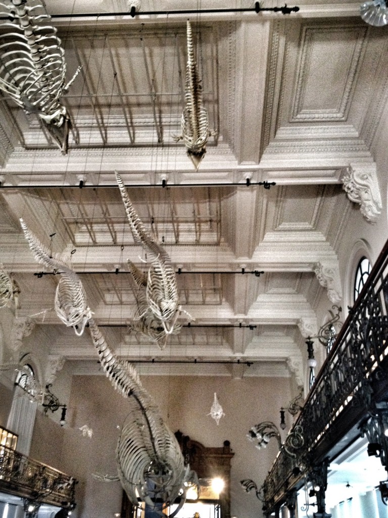 Musee Oceanographique, Monaco, Monaco-Ville, Mediterranean Cruise, European travel, What to do in Monaco
