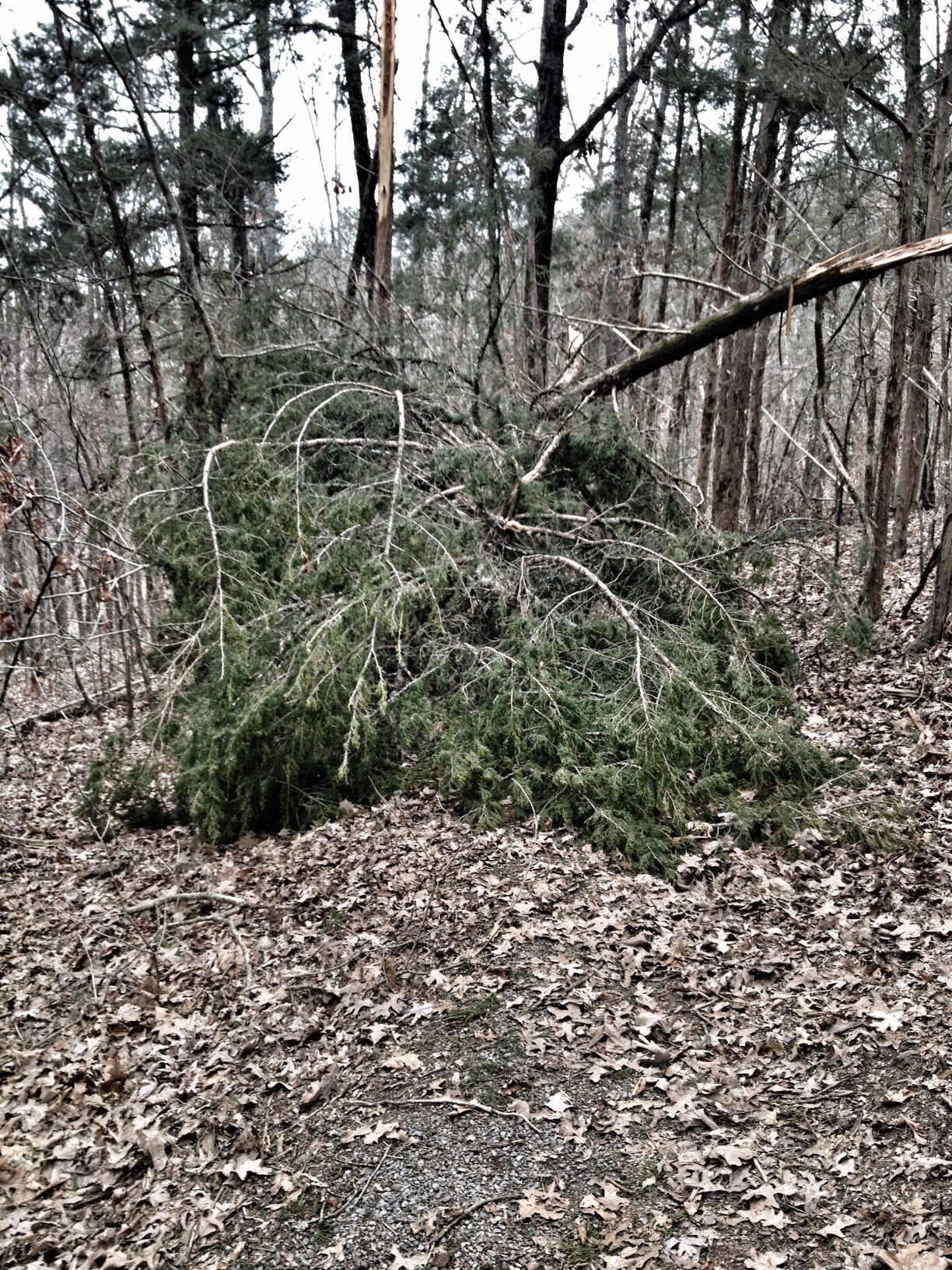 Tollantusky Trail, Hiking in Arkansas, Arkansas Hiking Trails, Exploring Arkansas, Outside with kids